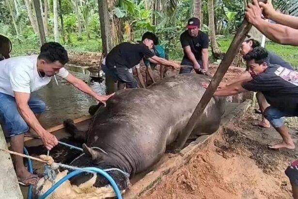 Sapi Seharga Rp125 Juta Milik Presiden Prabowo Mati Sebelum Dikirim