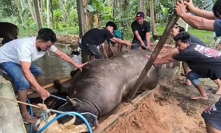 Sapi Seharga Rp125 Juta Milik Presiden Prabowo Mati Sebelum Dikirim