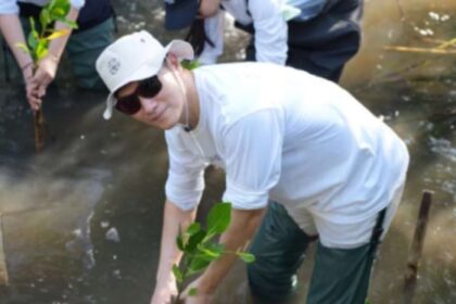 Tanam pohon mangrove.