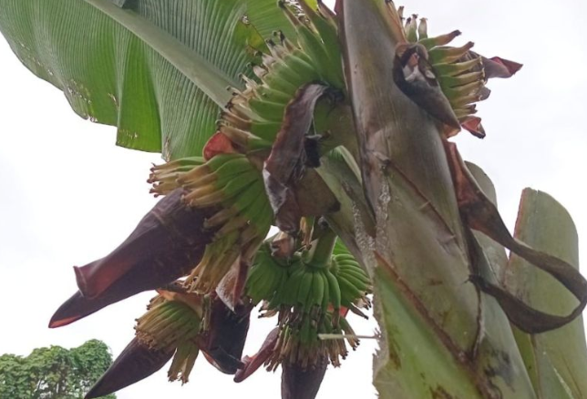 Satu pohon pisang di Ternate yang berbuah tidak seperti biasanya karena memiliki empat buah tandan, Jumat (6/6/2025). ANTARA/HO-Jurnalisme warga