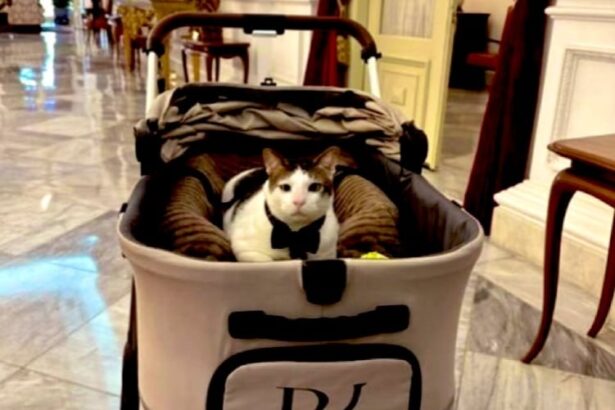 Heboh Kucing Prabowo, Bobby Kertanegara Dikawal Ketat Polisi, Presma UINAM: Sangat Berlebihan