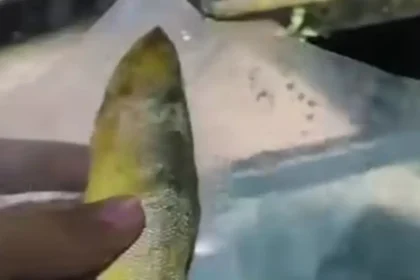 Viral Bandeng Presto Berbelatung di Ponorogo, Pengelola MBG Akui Kelalaian dan Janji Ganti Menu