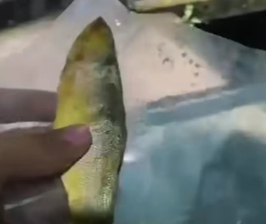 Viral Bandeng Presto Berbelatung di Ponorogo, Pengelola MBG Akui Kelalaian dan Janji Ganti Menu