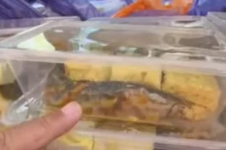 Lele Mentah Jadi Menu MBG di Pamekasan, P2G: Sekolah dan Siswa Korban Sistem